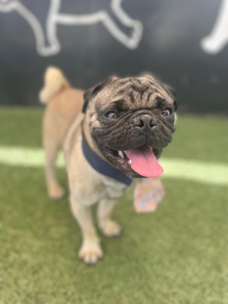 Enlarge Landon, a Adoptable Pug in Gardena, CA image 6/6