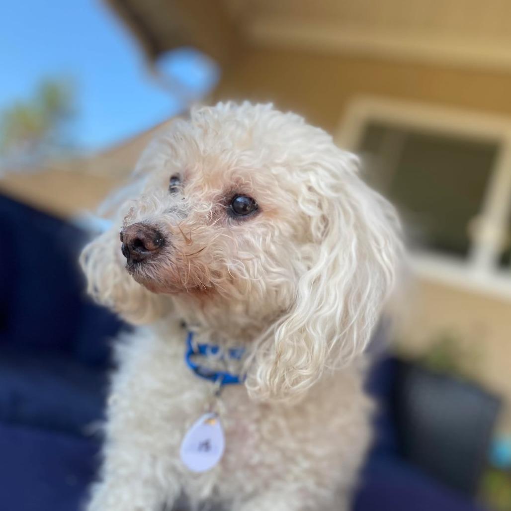 Enlarge Oliver Joe, a Adoptable Bichon Frise in Silver Spring, MD image 1/6