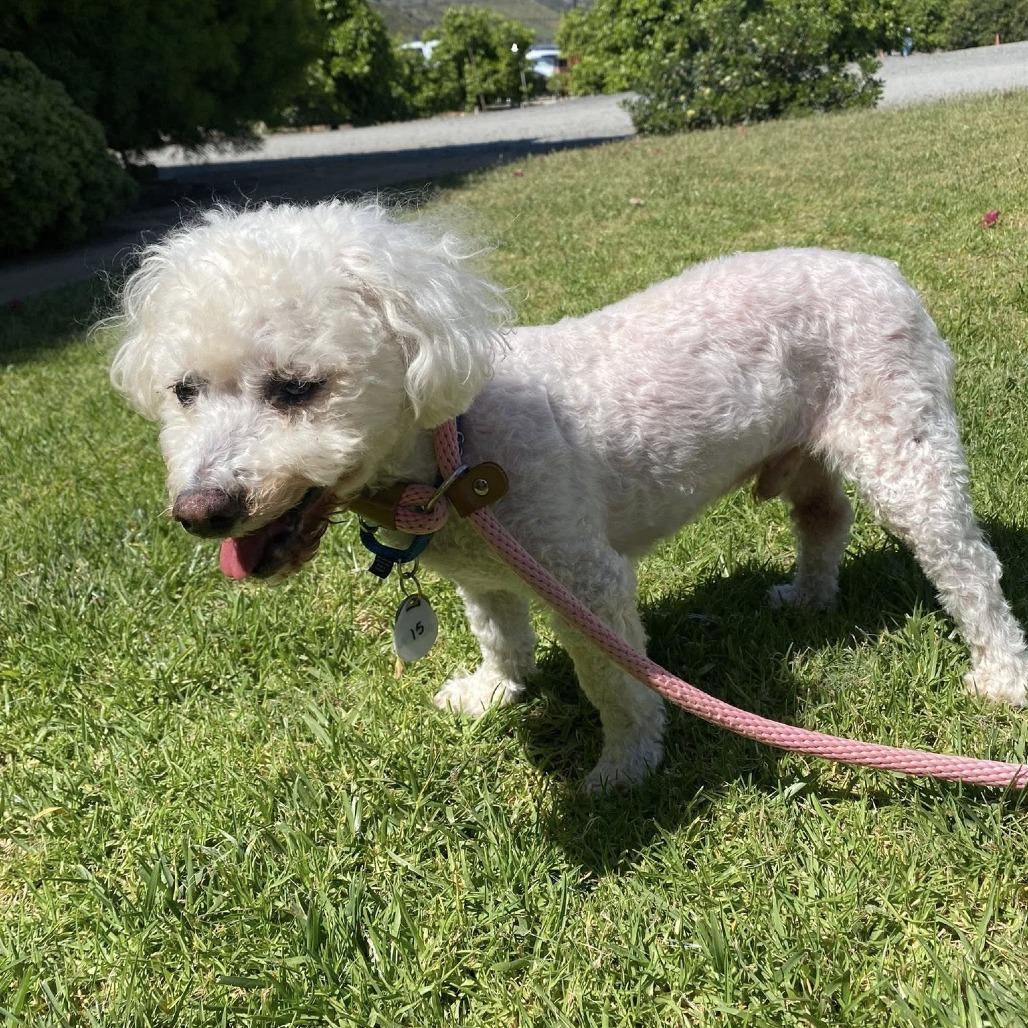 Enlarge Oliver Joe, a Adoptable Bichon Frise in Silver Spring, MD image 5/6
