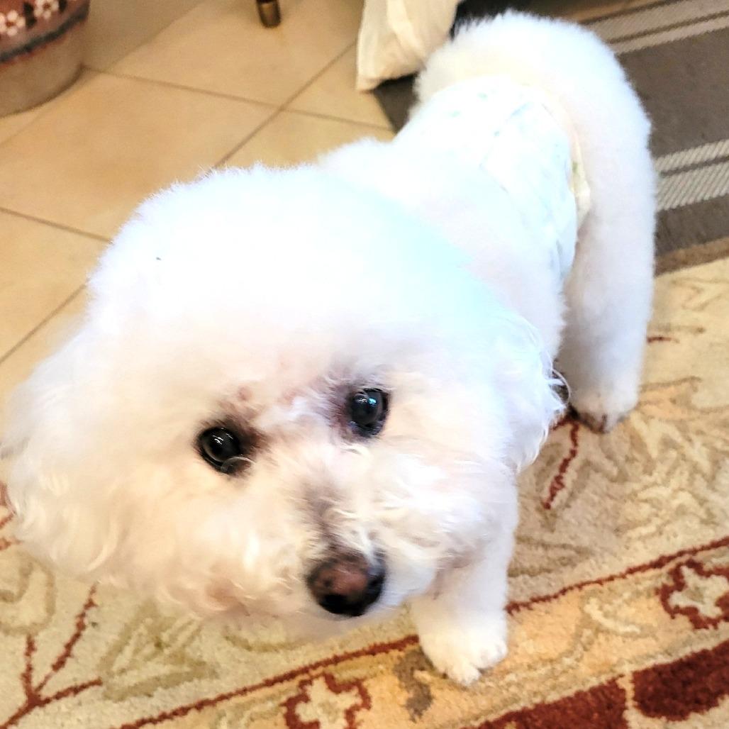 Enlarge Oliver Joe, a Adoptable Bichon Frise in Silver Spring, MD image 6/6