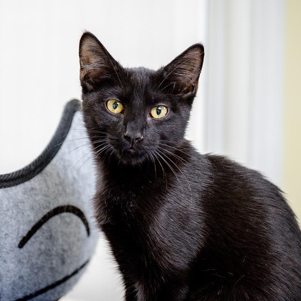 Percy, Adoptable, Young Male Domestic Short Hair.