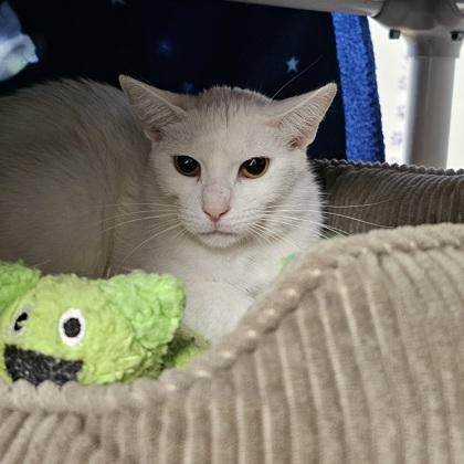 Pearl, Adoptable, Adult Female Domestic Short Hair & Domestic Short Hair.
