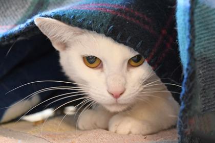 Pearl, a Adoptable mixed breed in Scotia, NY image 2/3