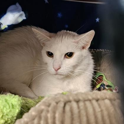 Pearl, a Adoptable mixed breed in Scotia, NY image 3/3