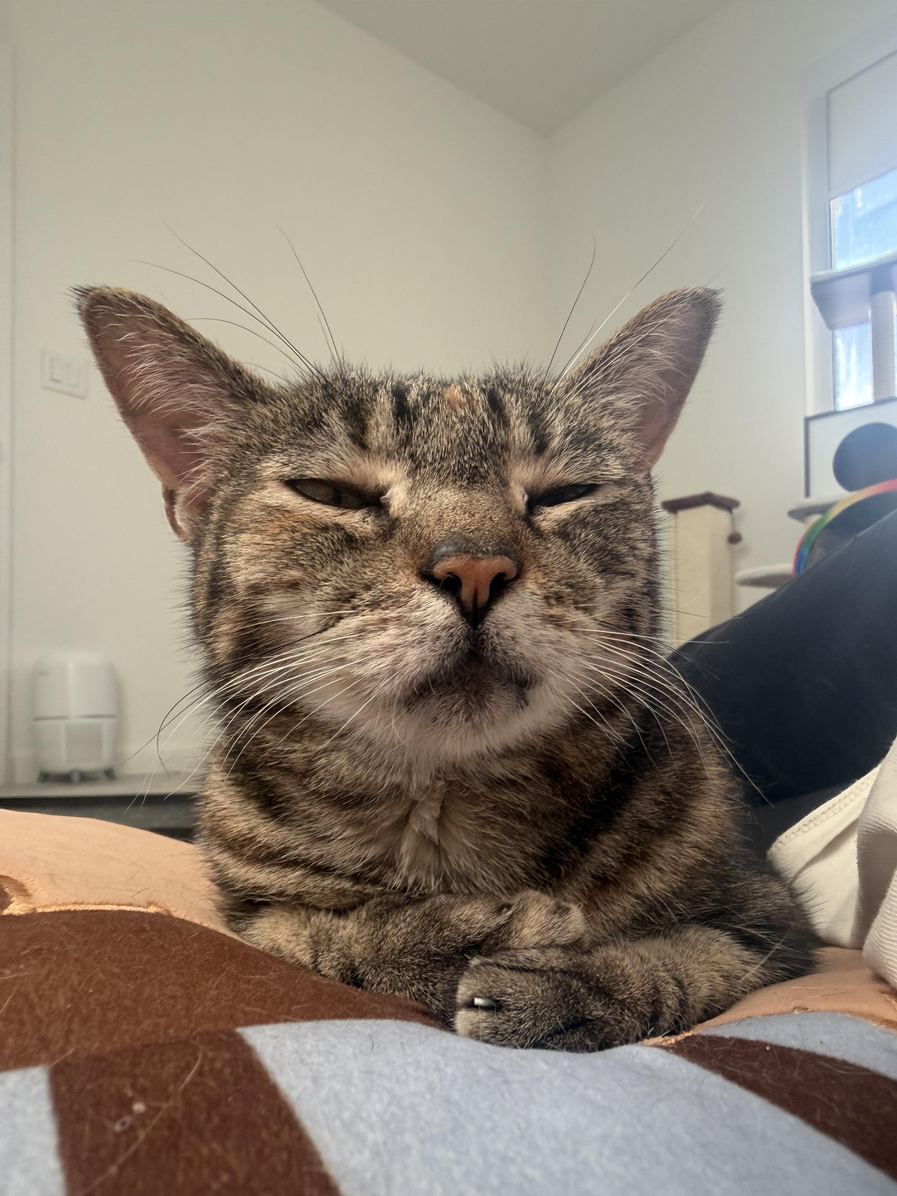 Shani, a ADOPTABLE Domestic Short Hair in Windham, NH image 2/6
