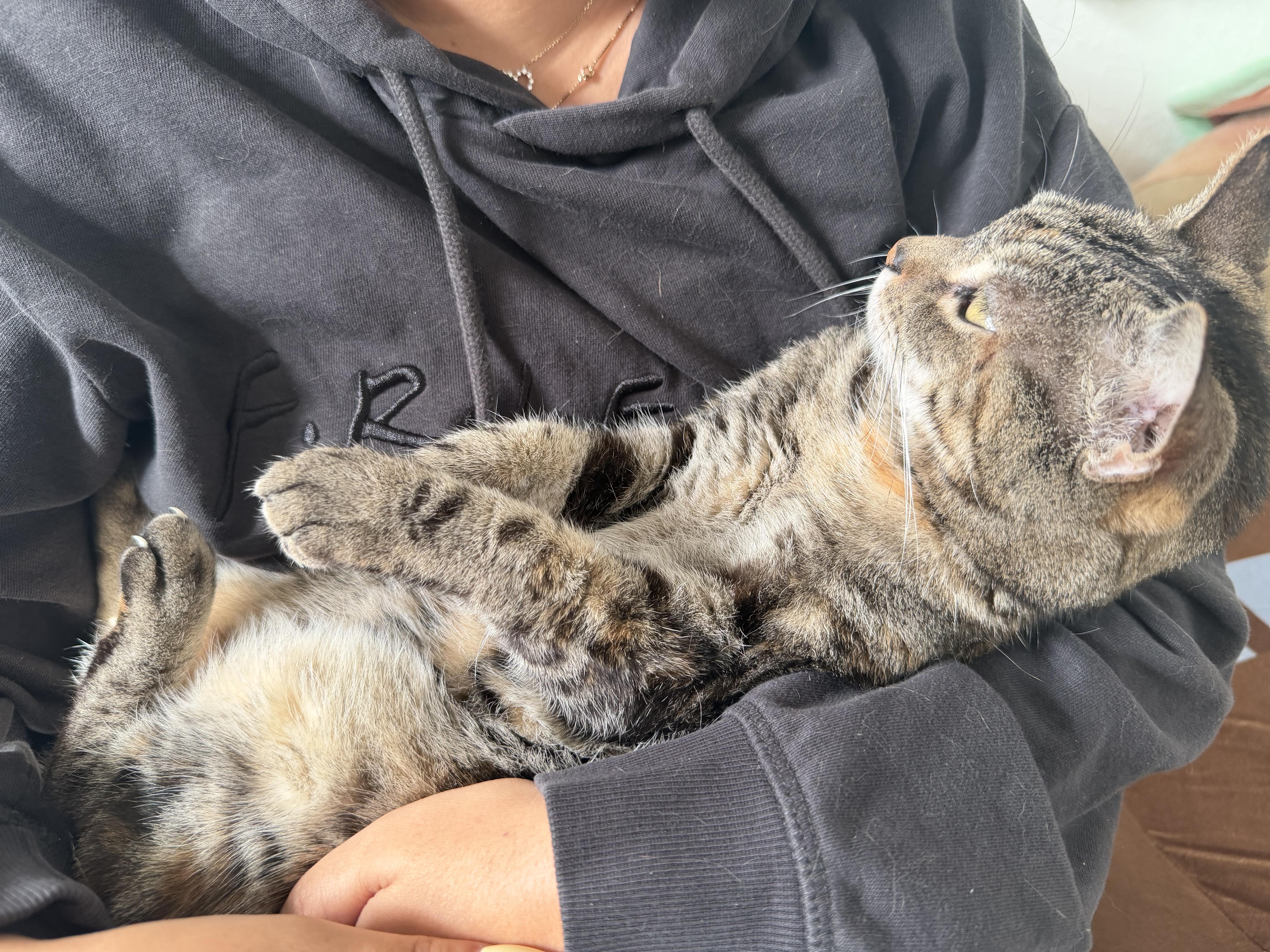 Shani, a ADOPTABLE Domestic Short Hair in Windham, NH image 3/6