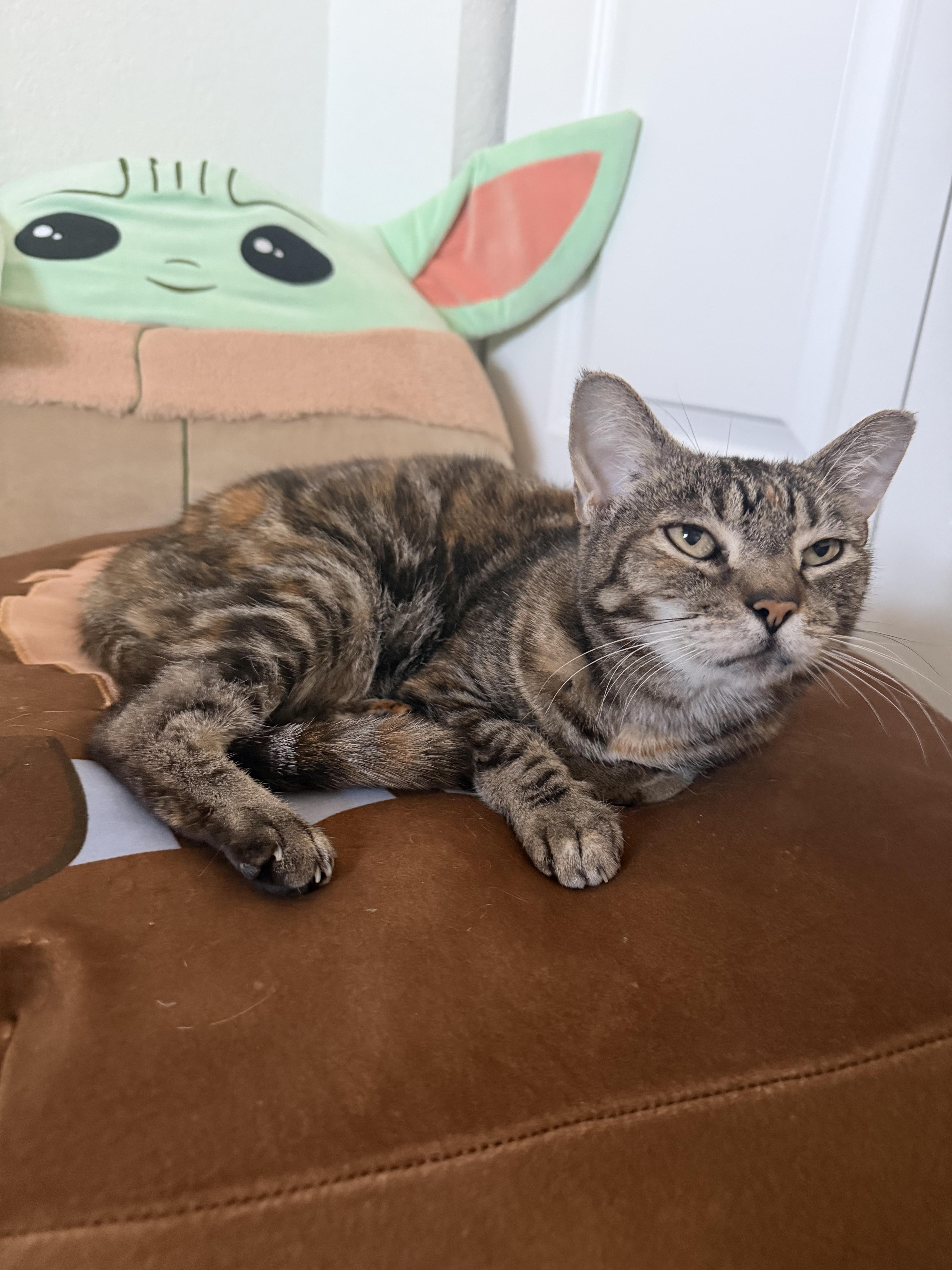 Shani, a ADOPTABLE Domestic Short Hair in Windham, NH image 5/6