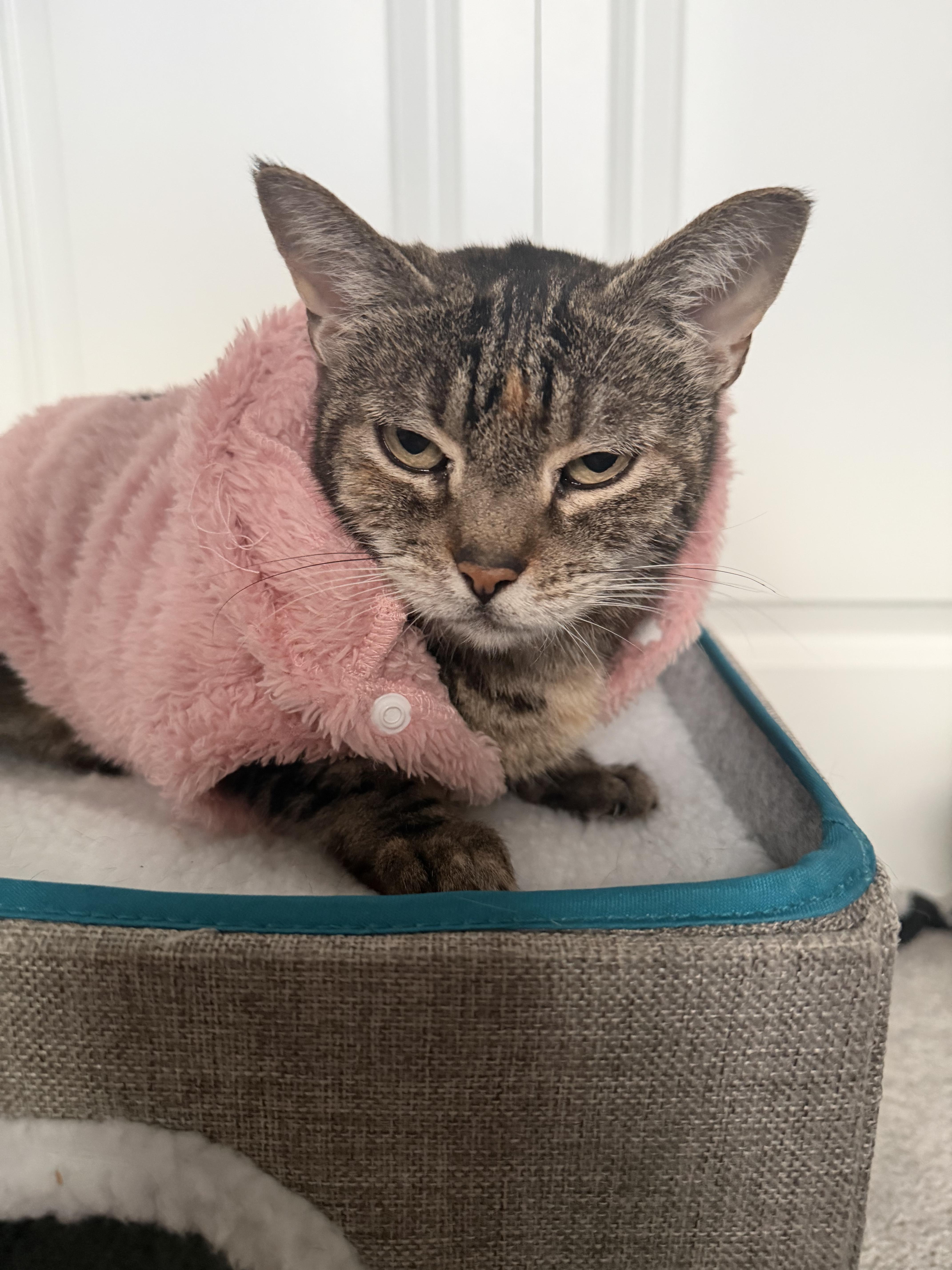 Shani, a ADOPTABLE Domestic Short Hair in Windham, NH image 4/6