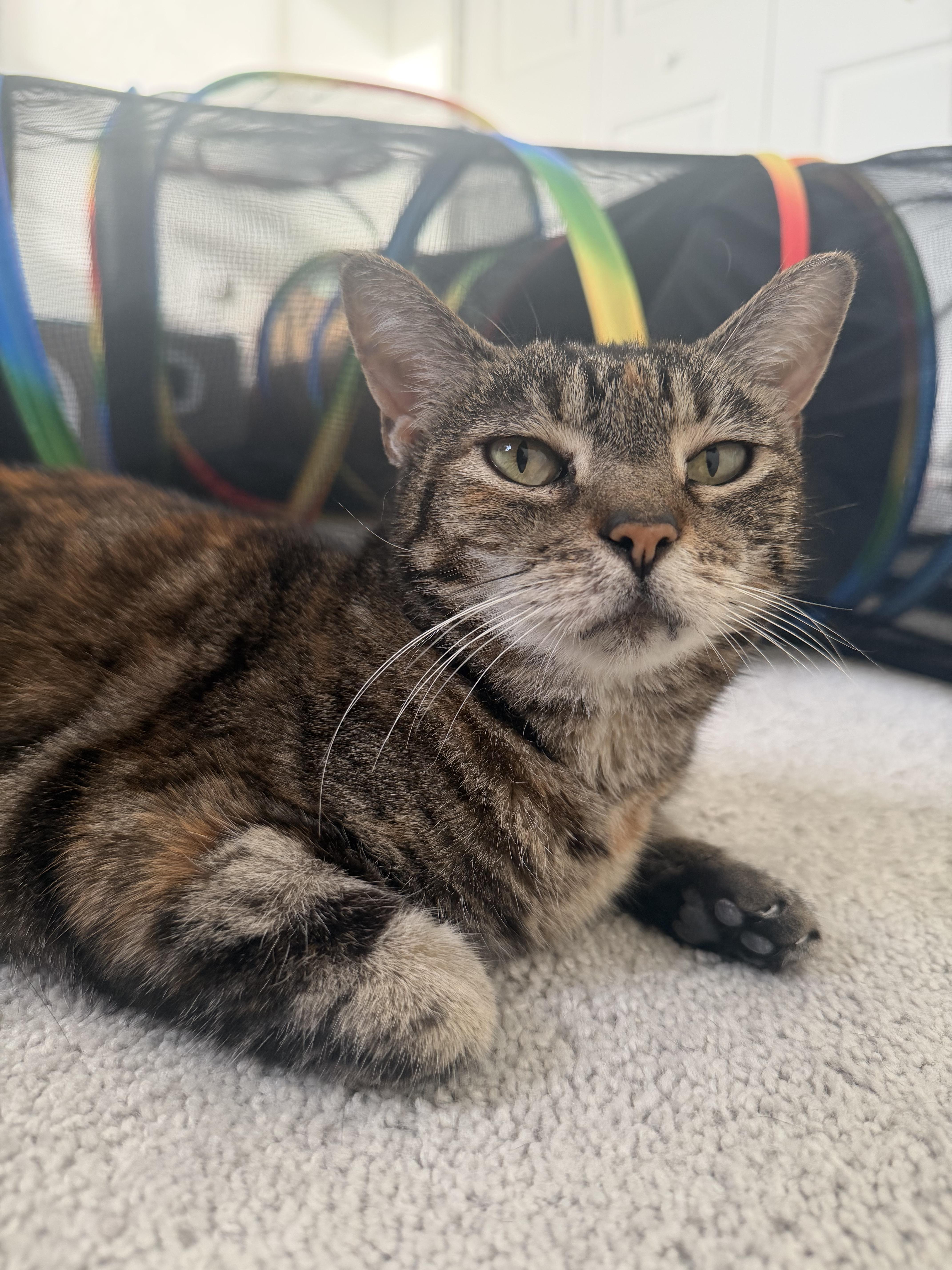 Shani, a ADOPTABLE Domestic Short Hair in Windham, NH image 1/6