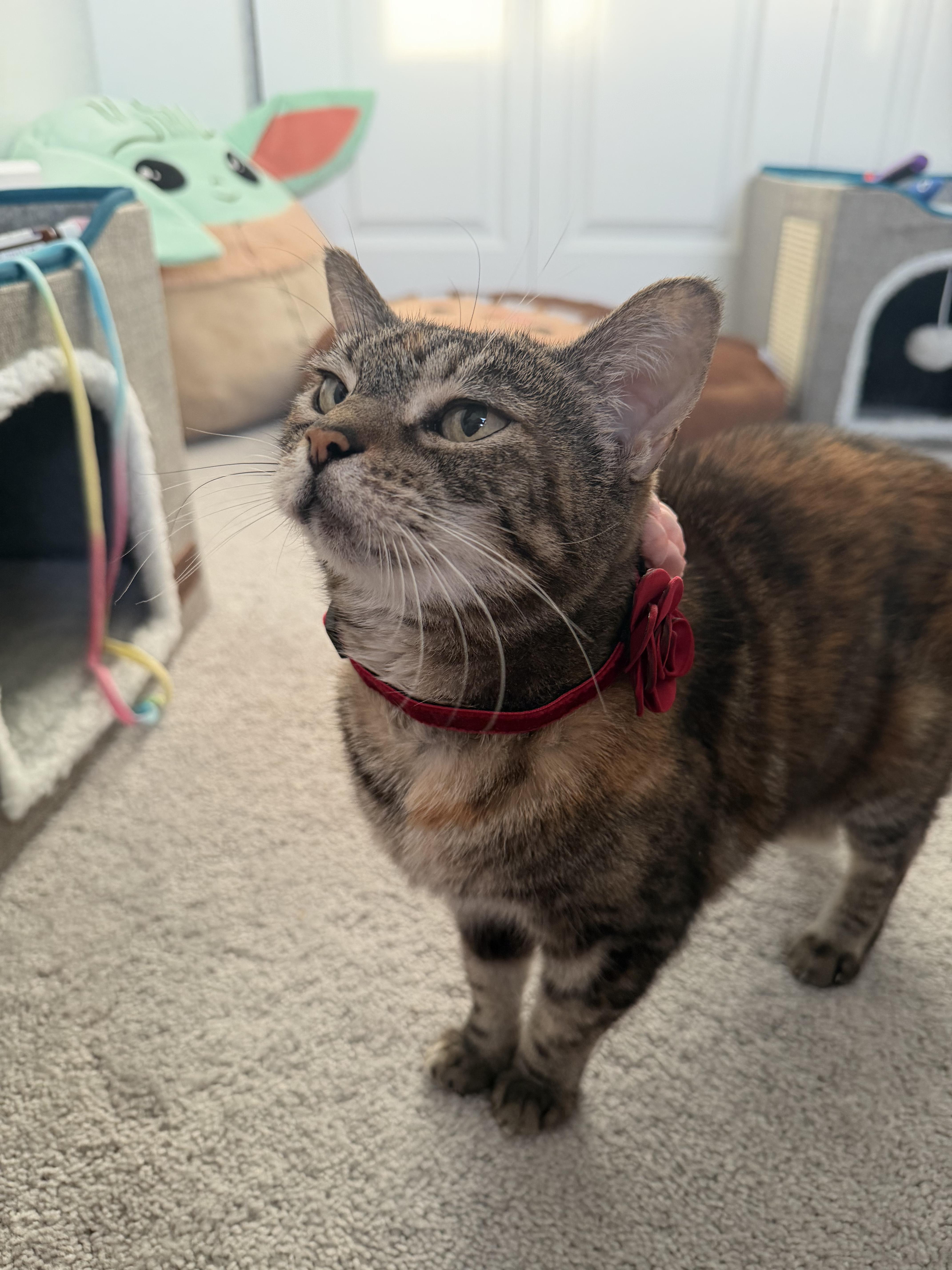 Shani, a ADOPTABLE Domestic Short Hair in Windham, NH image 6/6