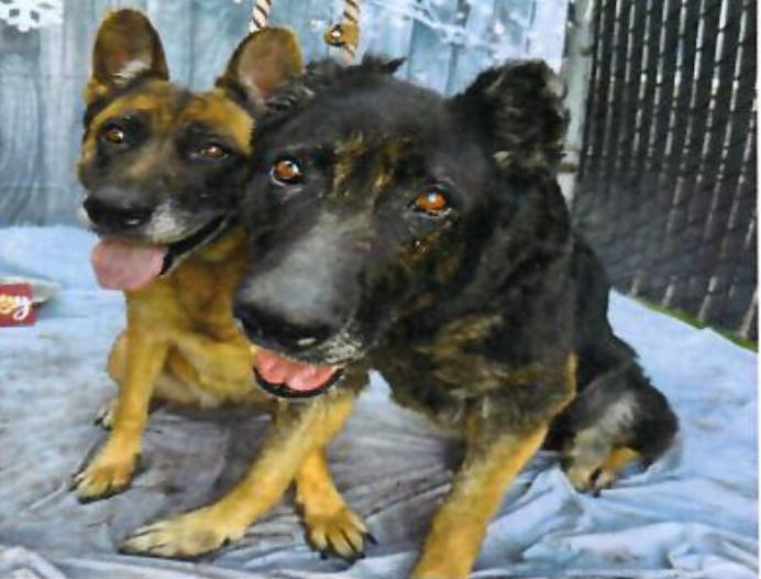 Enlarge Dax, a Adoptable German Shepherd Dog in Vancouver, WA image 1/3