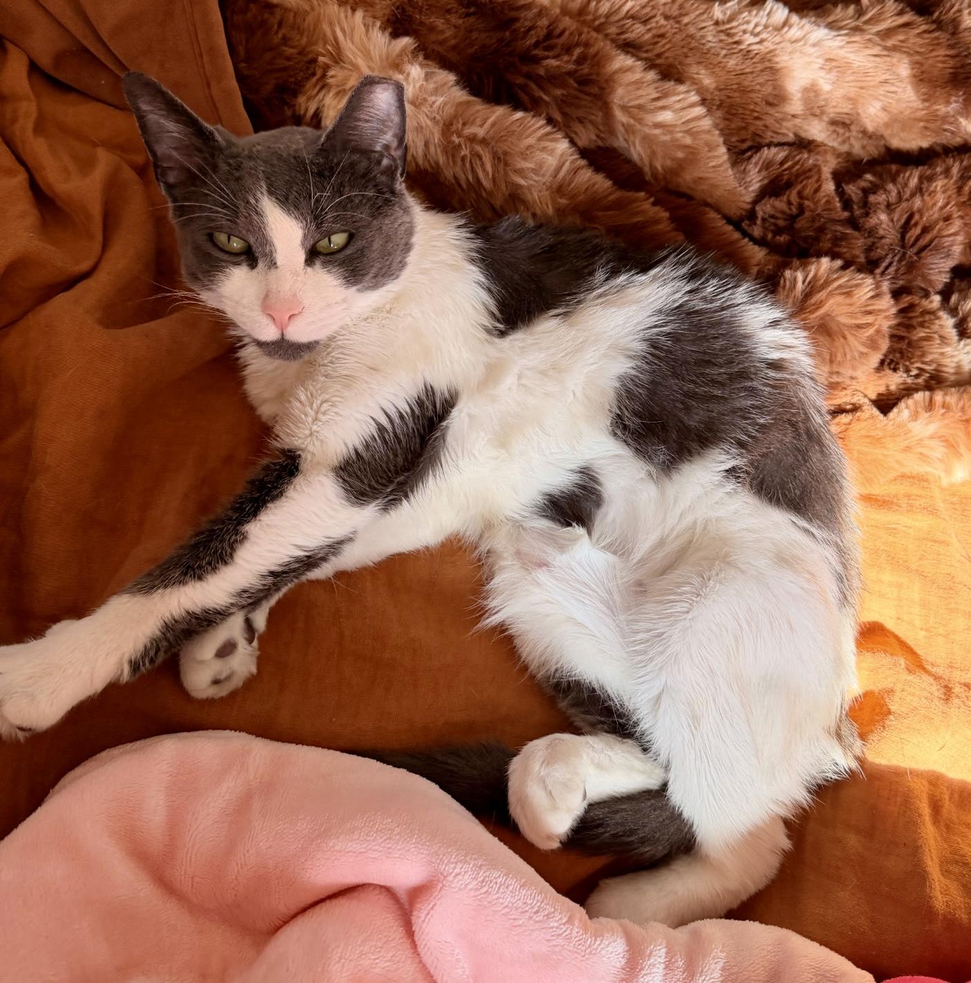 Enlarge Celine, a ADOPTABLE Domestic Short Hair in East Hanover, NJ image 1/2