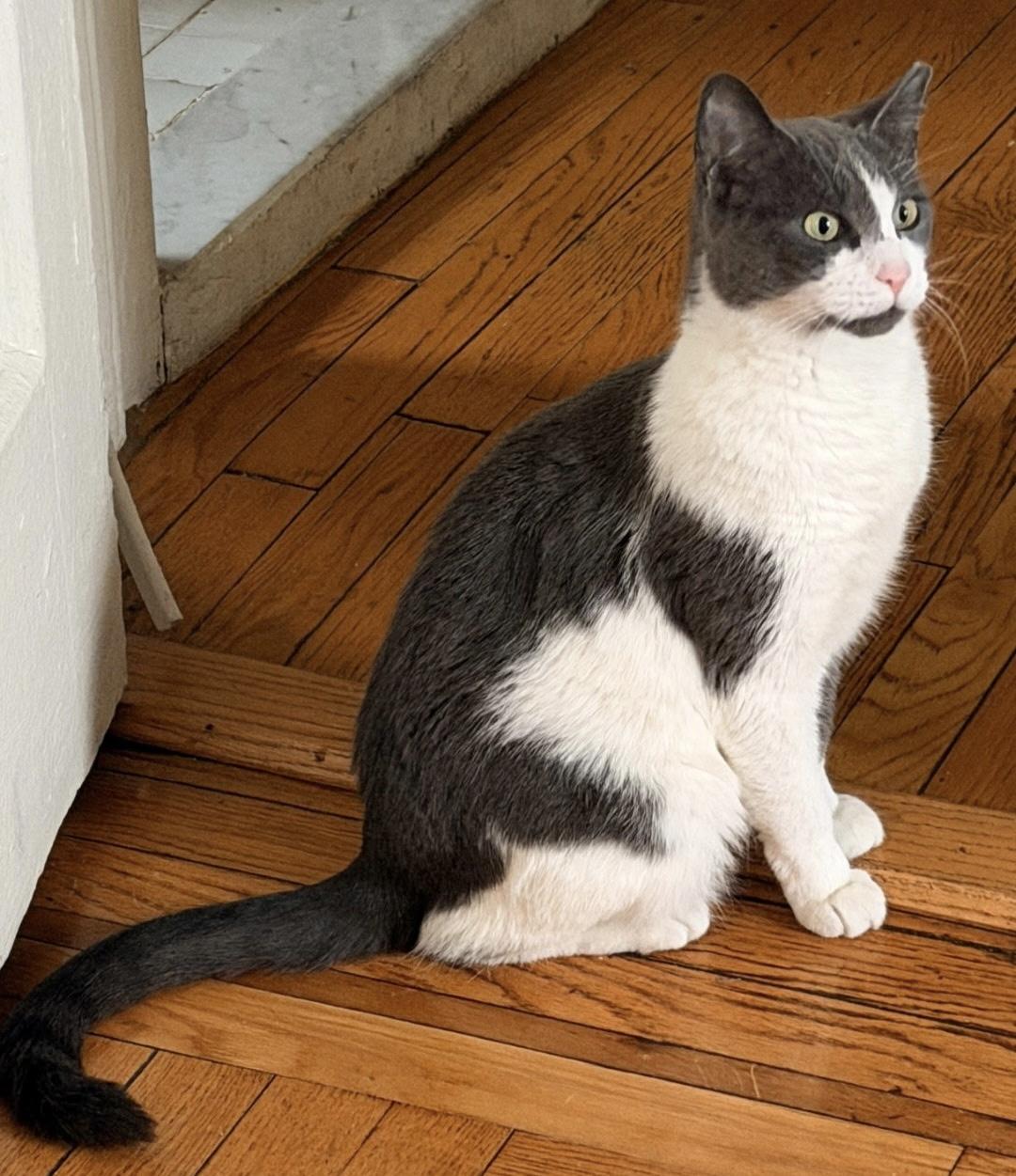 Enlarge Celine, a ADOPTABLE Domestic Short Hair in East Hanover, NJ image 2/2