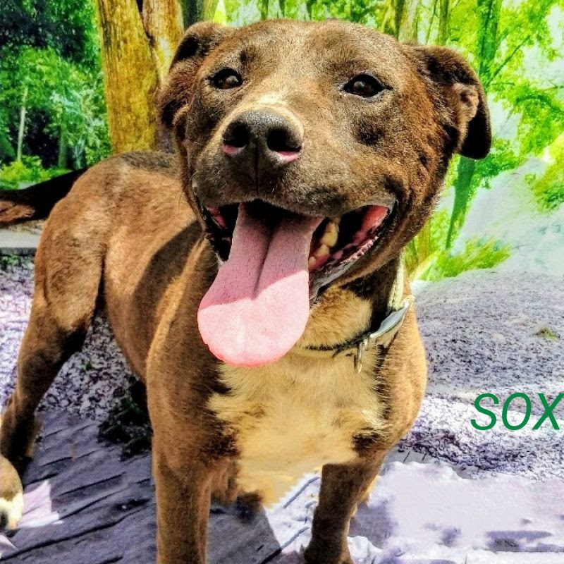 Enlarge SOX, a Adoptable mixed breed in Pena Blanca, NM image 1/1