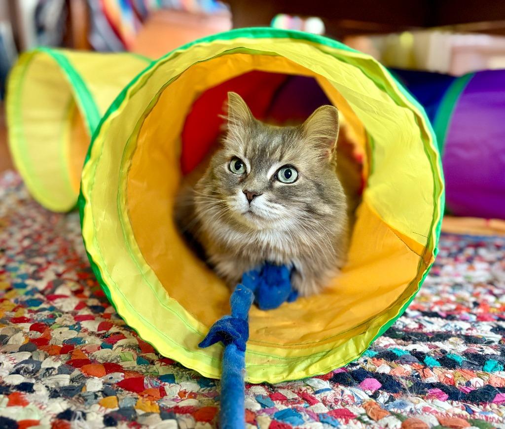 Smokey Joe / Cookie Monster, a Adoptable mixed breed in Minneapolis, MN image 1/4