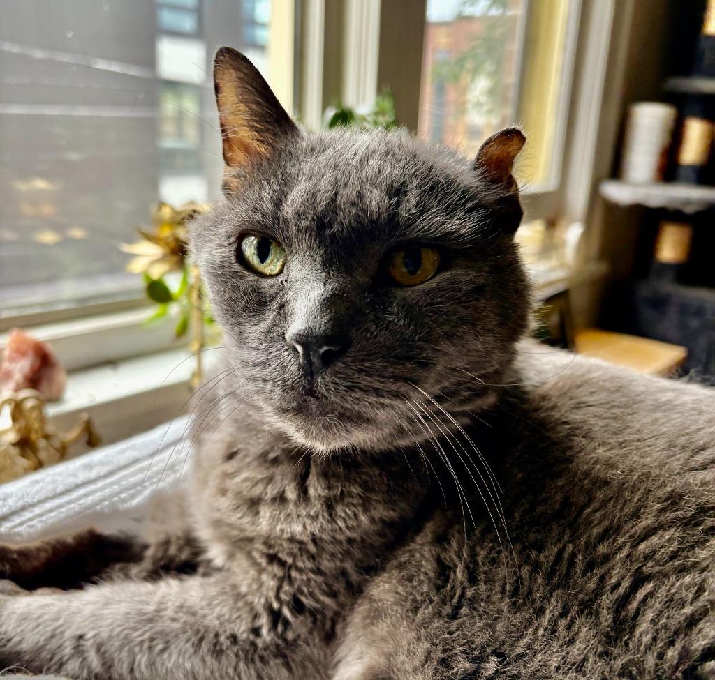 Smokey Joe / Cookie Monster, a Adoptable mixed breed in Minneapolis, MN image 3/4