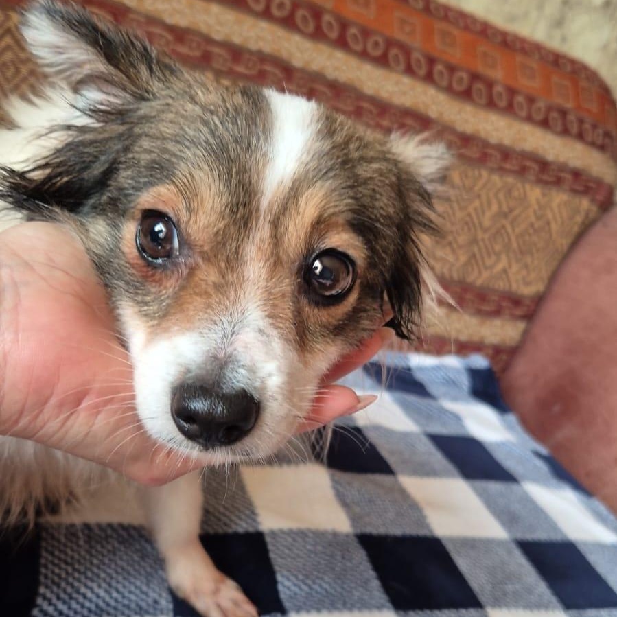 Enlarge Lui, an adopted mixed breed in Mississauga, ON image 4/5