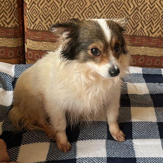 Lui, adopted, Adult Male Chihuahua & Papillon.