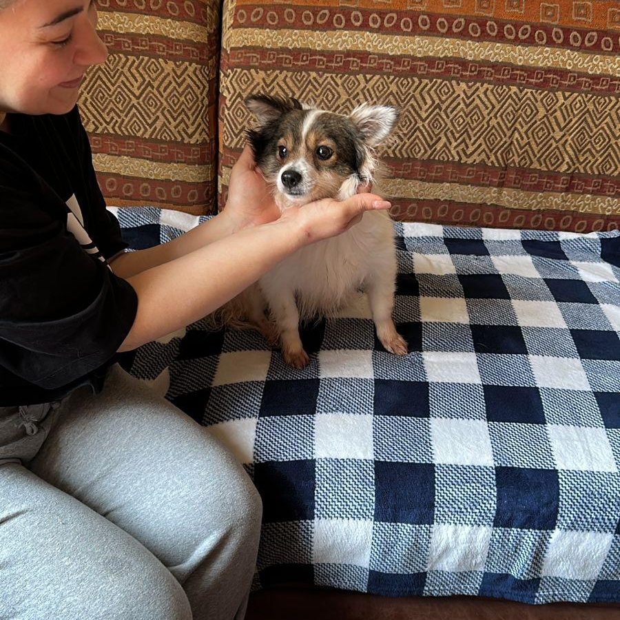 Enlarge Lui, an adopted mixed breed in Mississauga, ON image 3/5