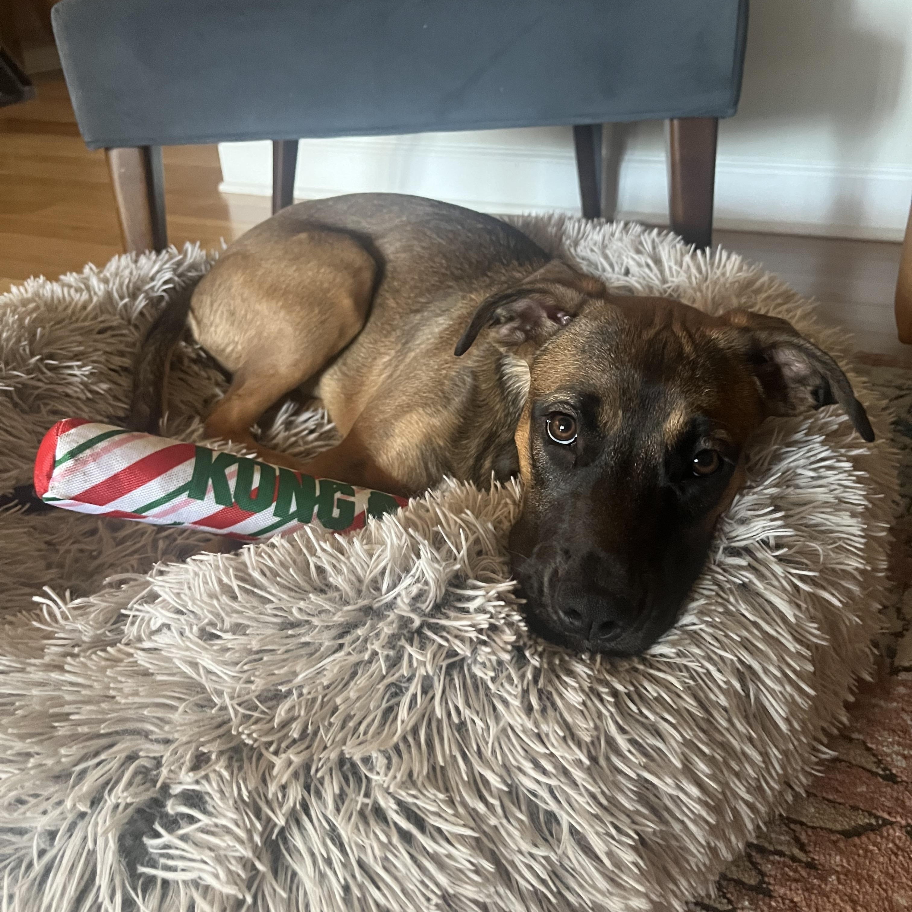 Enlarge Sunny, a Adoptable mixed breed in Charlotte, NC image 4/5