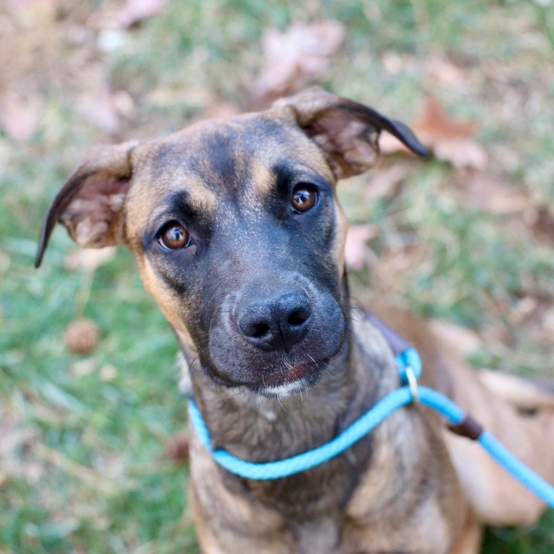 Enlarge Sunny, a Adoptable mixed breed in Charlotte, NC image 1/5