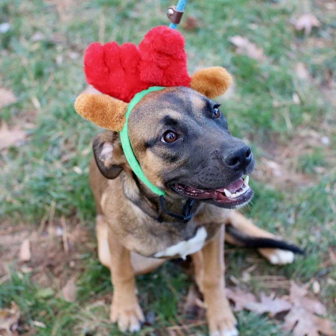 Enlarge Sunny, a Adoptable mixed breed in Charlotte, NC image 3/5