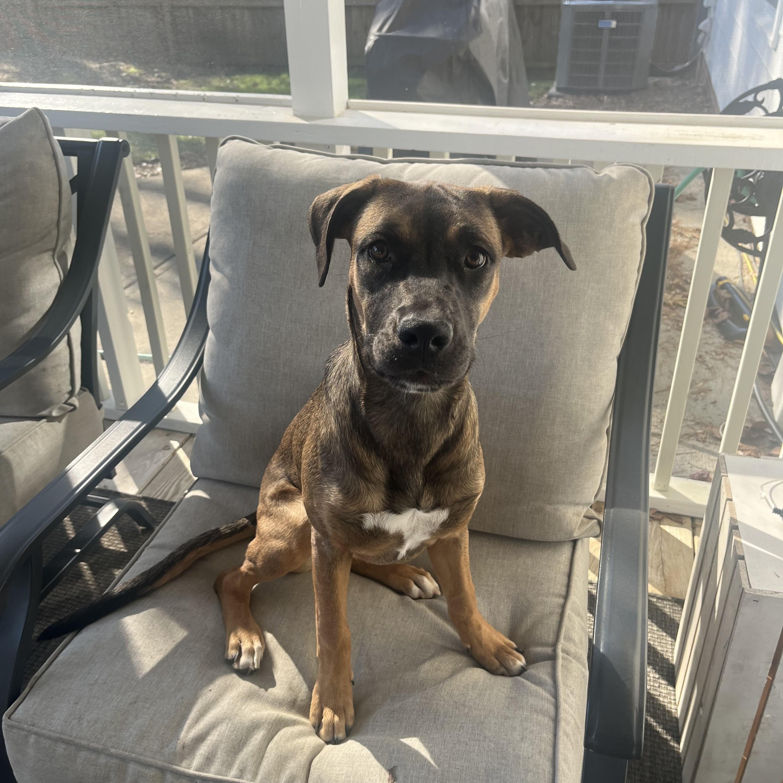 Enlarge Sunny, a Adoptable mixed breed in Charlotte, NC image 5/5