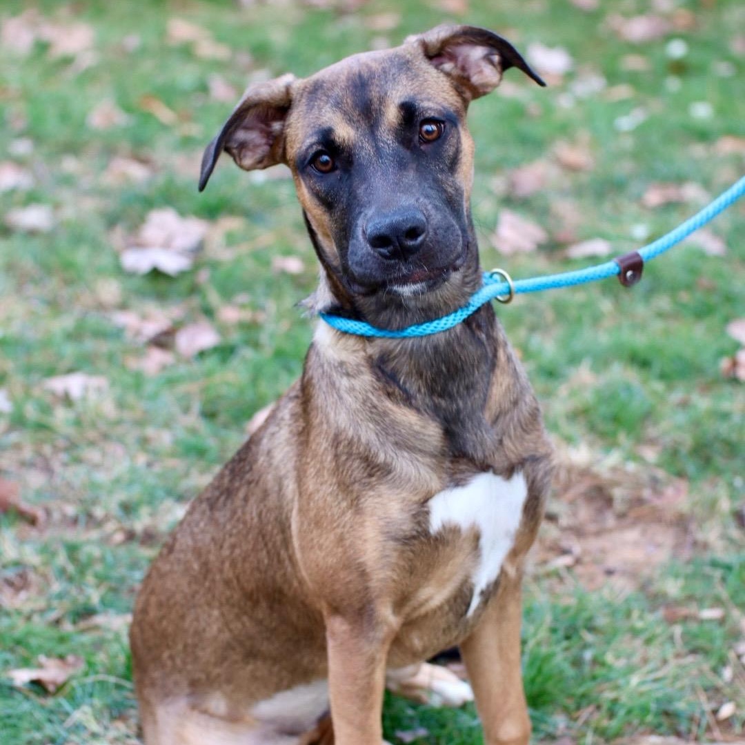 Enlarge Sunny, a Adoptable mixed breed in Charlotte, NC image 2/5