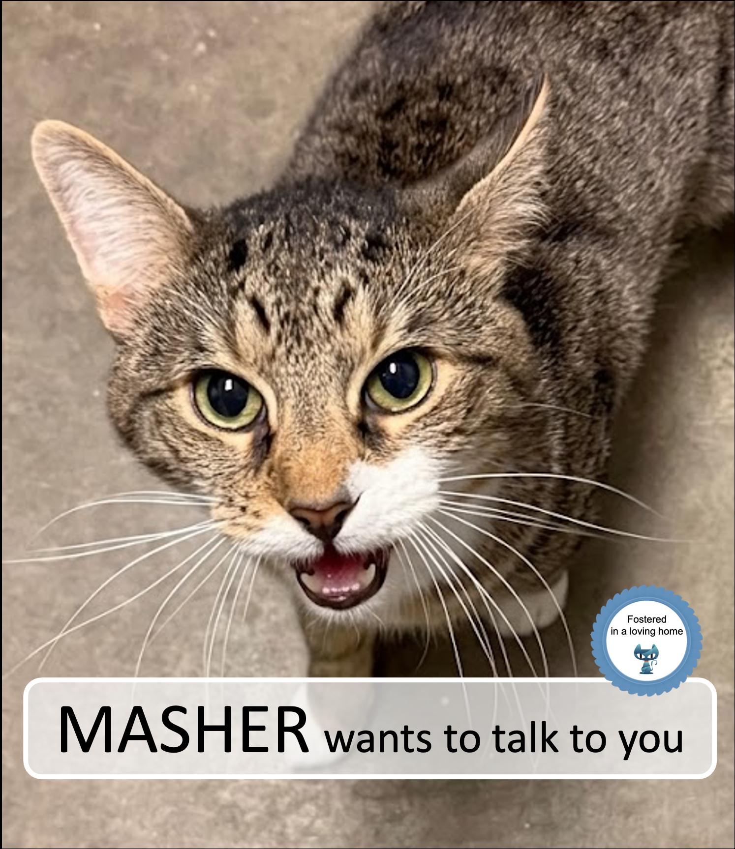 Masher, a ADOPTABLE Tabby in Cincinnati, OH image 1/3