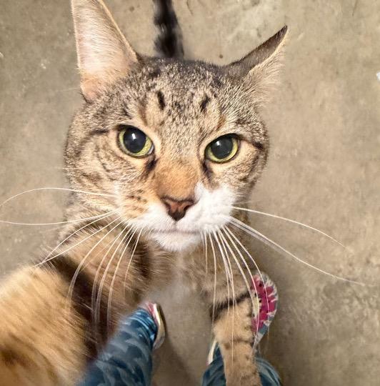 Enlarge Masher, a ADOPTABLE Tabby in Cincinnati, OH image 3/4