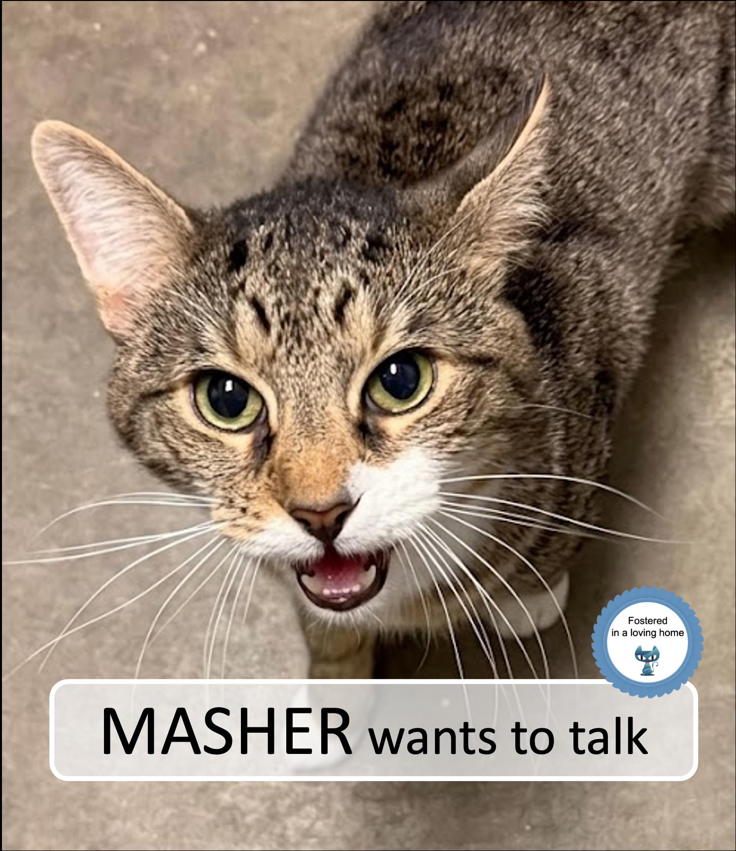 Enlarge Masher, a ADOPTABLE Tabby in Cincinnati, OH image 2/4