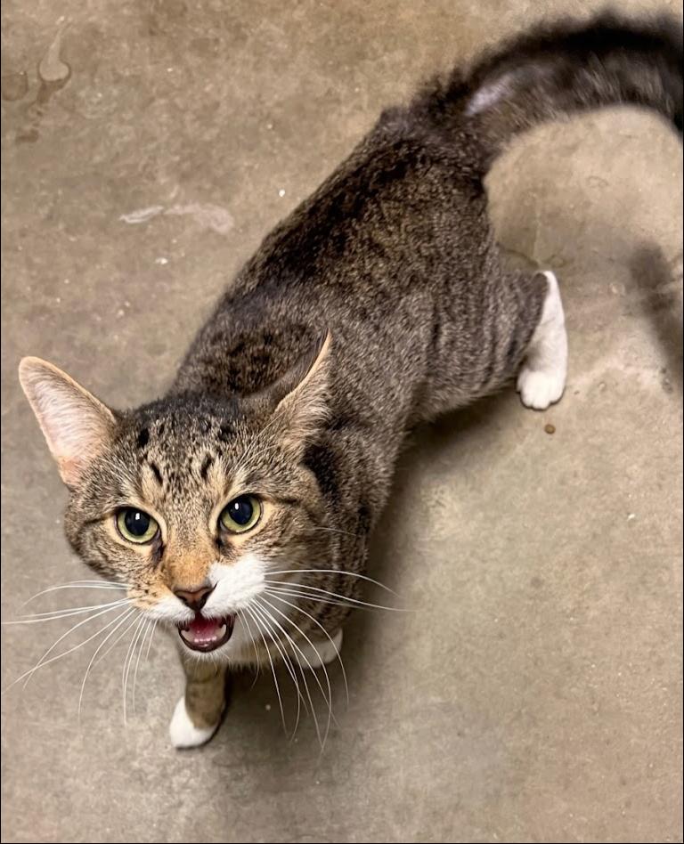 Enlarge Masher, a ADOPTABLE Tabby in Cincinnati, OH image 4/4