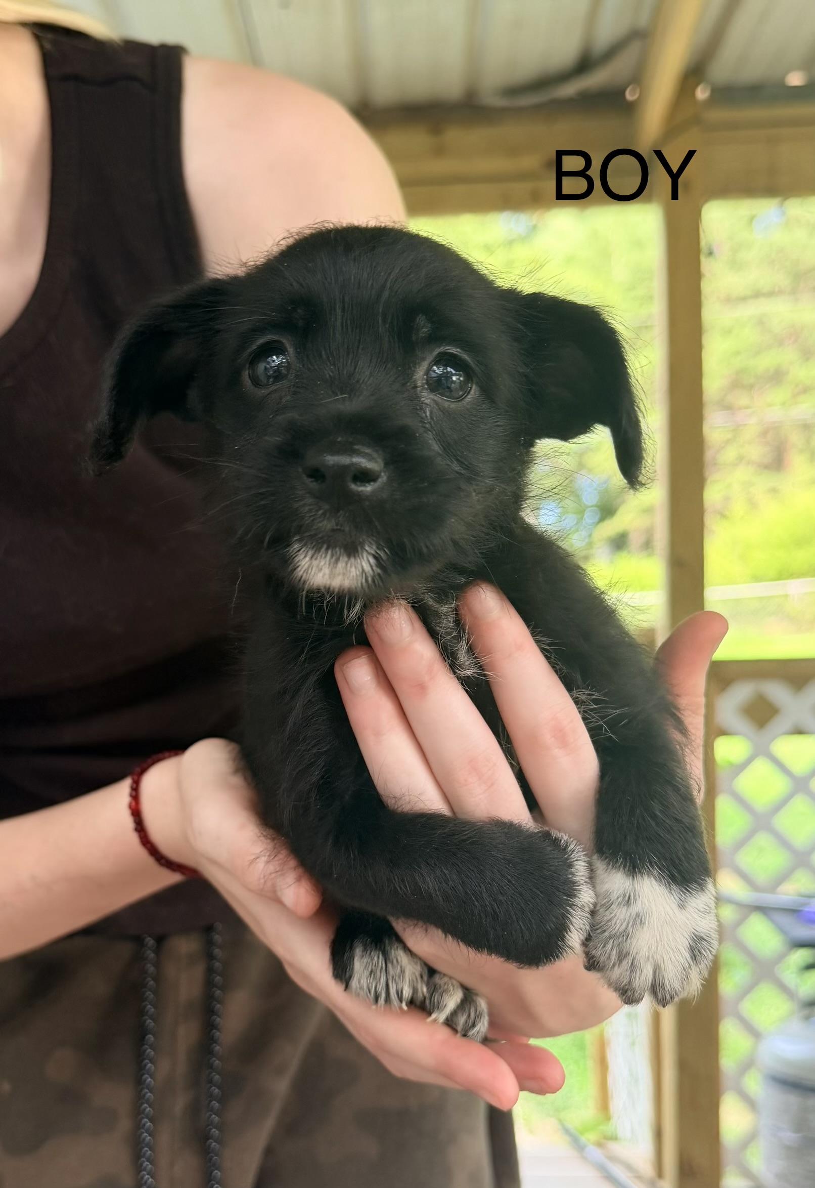 Enlarge Baby boy, an adopted Wirehaired Dachshund in Walkertown, NC image 1/1