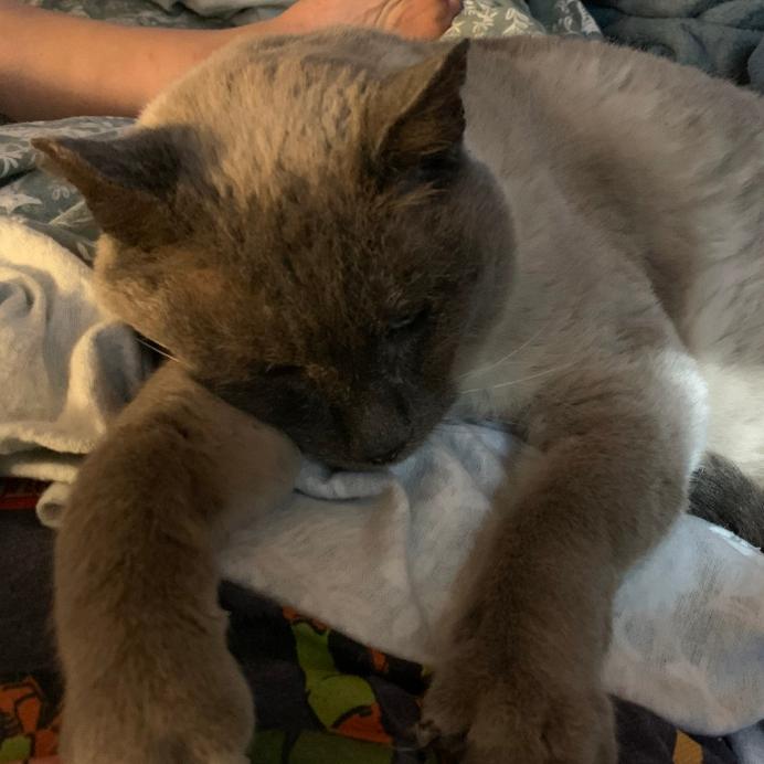 Big Boy, Adoptable, Senior Male Siamese.