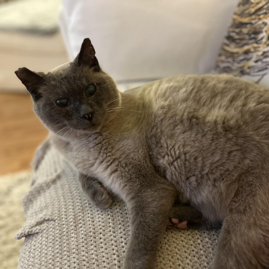 Big Boy, a Adoptable Siamese in Santa Rosa, CA image 2/6