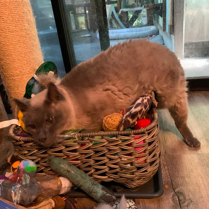 Big Boy, a Adoptable Siamese in Santa Rosa, CA image 3/6