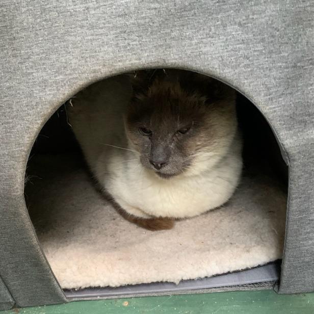 Big Boy, a Adoptable Siamese in Santa Rosa, CA image 4/6