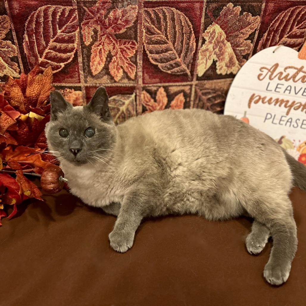 Big Boy, a Adoptable Siamese in Santa Rosa, CA image 5/6