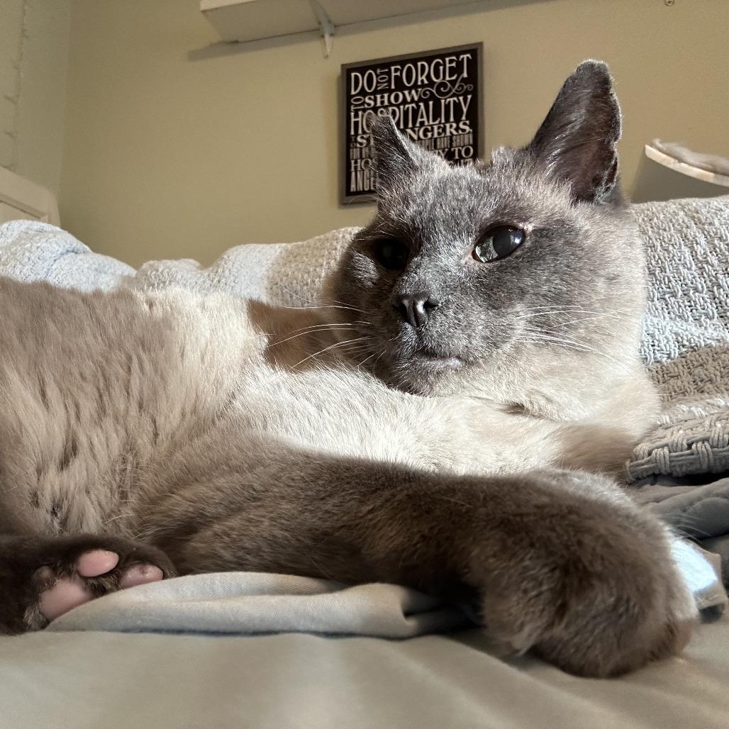 Big Boy, a Adoptable Siamese in Santa Rosa, CA image 6/6