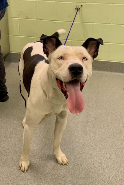 Snoopy, Adoptable, Young Male Pit Bull Terrier & Mixed Breed.