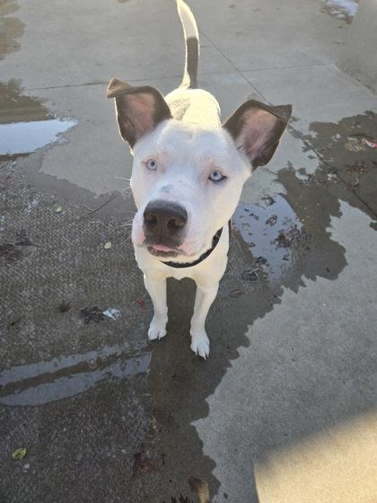 Enlarge Snoopy, a Adoptable mixed breed in Longview, TX image 2/3