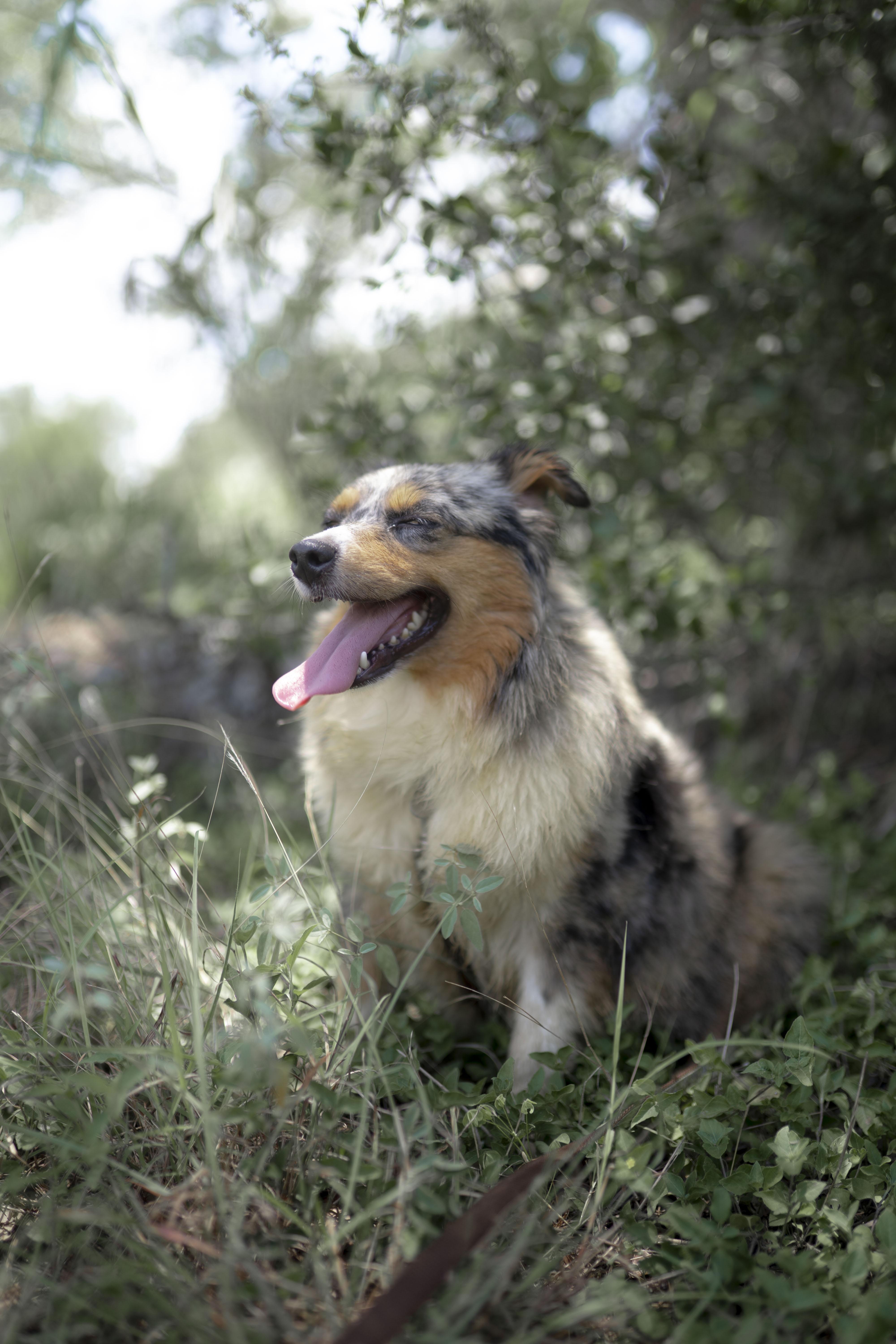 Enlarge Baby Mama (aka Maple), a Adopted Australian Shepherd in Driftwood, TX image 5/6