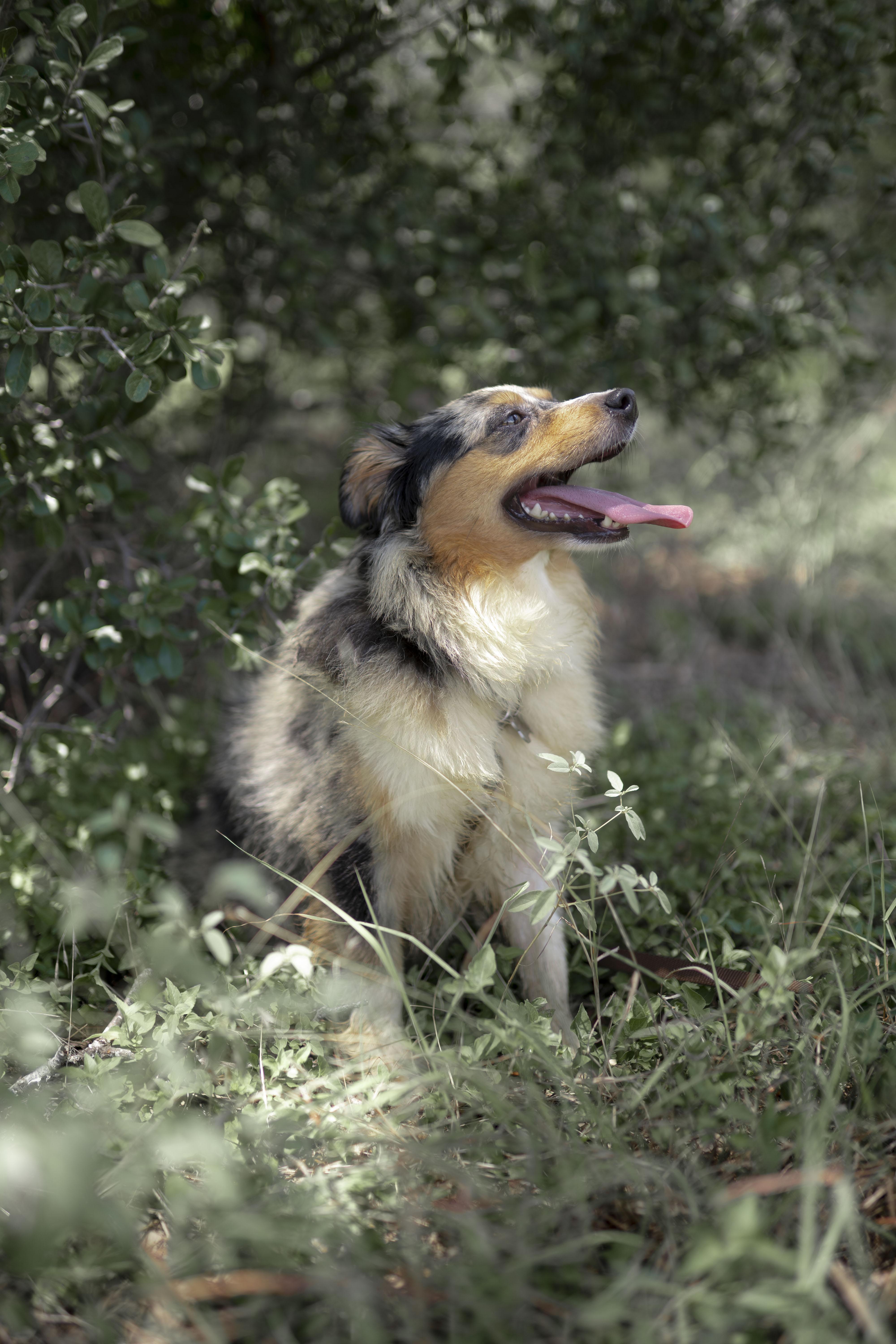 Enlarge Baby Mama (aka Maple), a Adopted Australian Shepherd in Driftwood, TX image 4/6