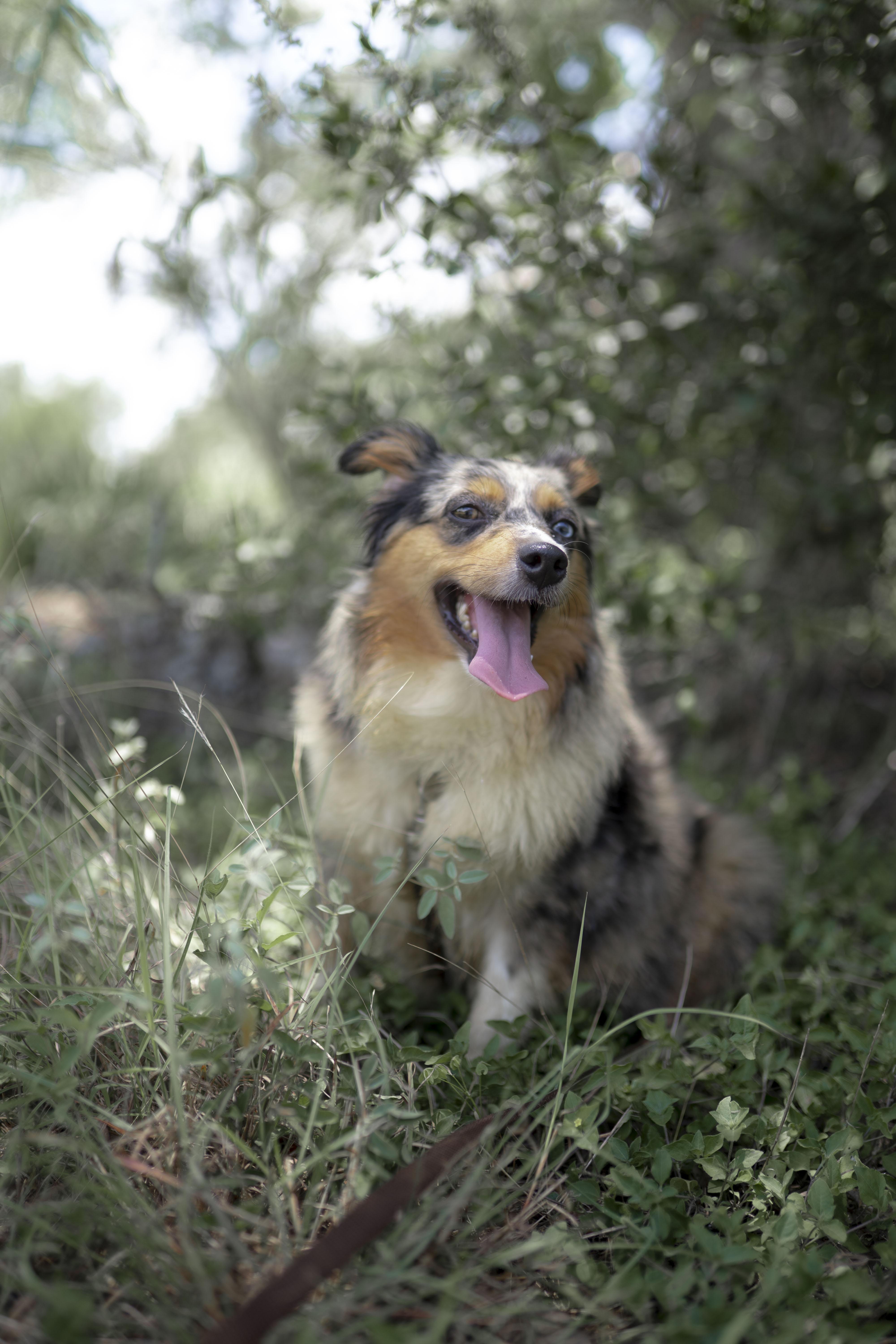 Enlarge Baby Mama (aka Maple), a Adopted Australian Shepherd in Driftwood, TX image 1/6