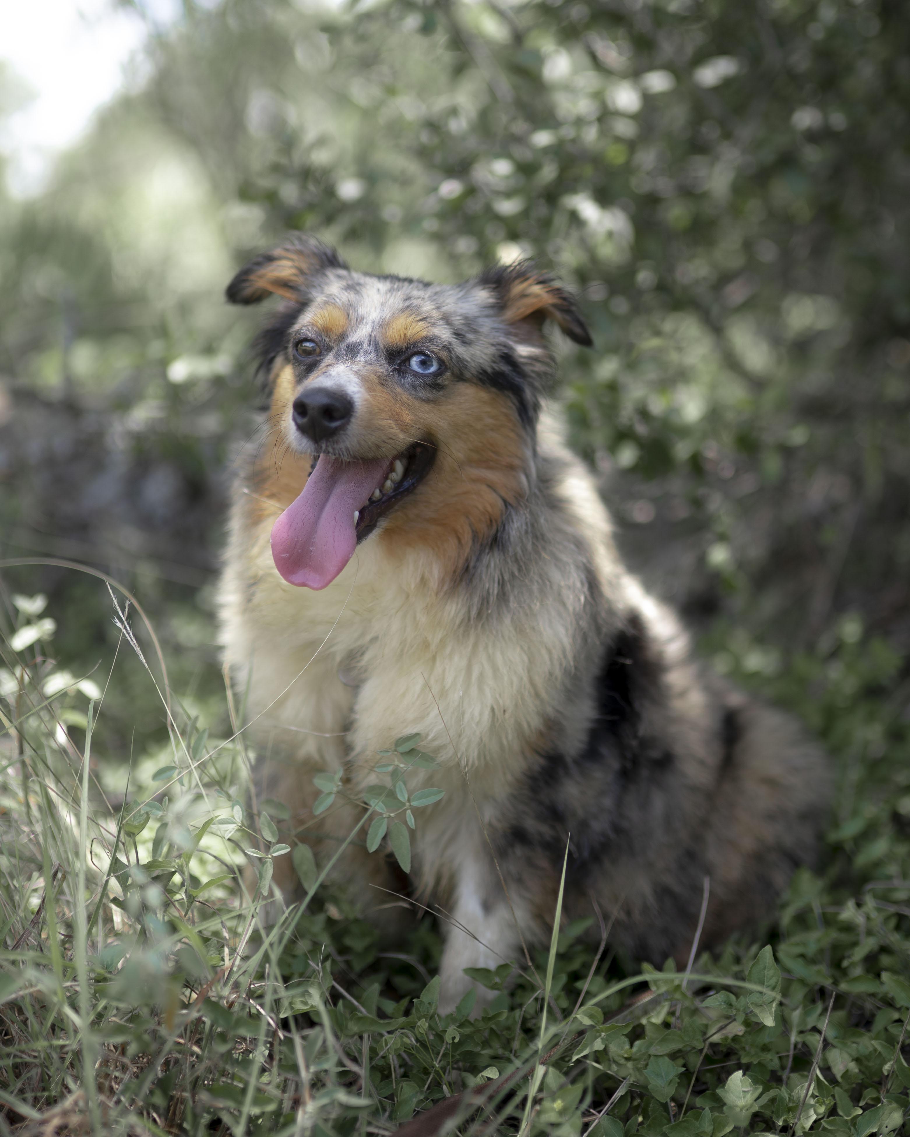 Enlarge Baby Mama (aka Maple), a Adopted Australian Shepherd in Driftwood, TX image 6/6