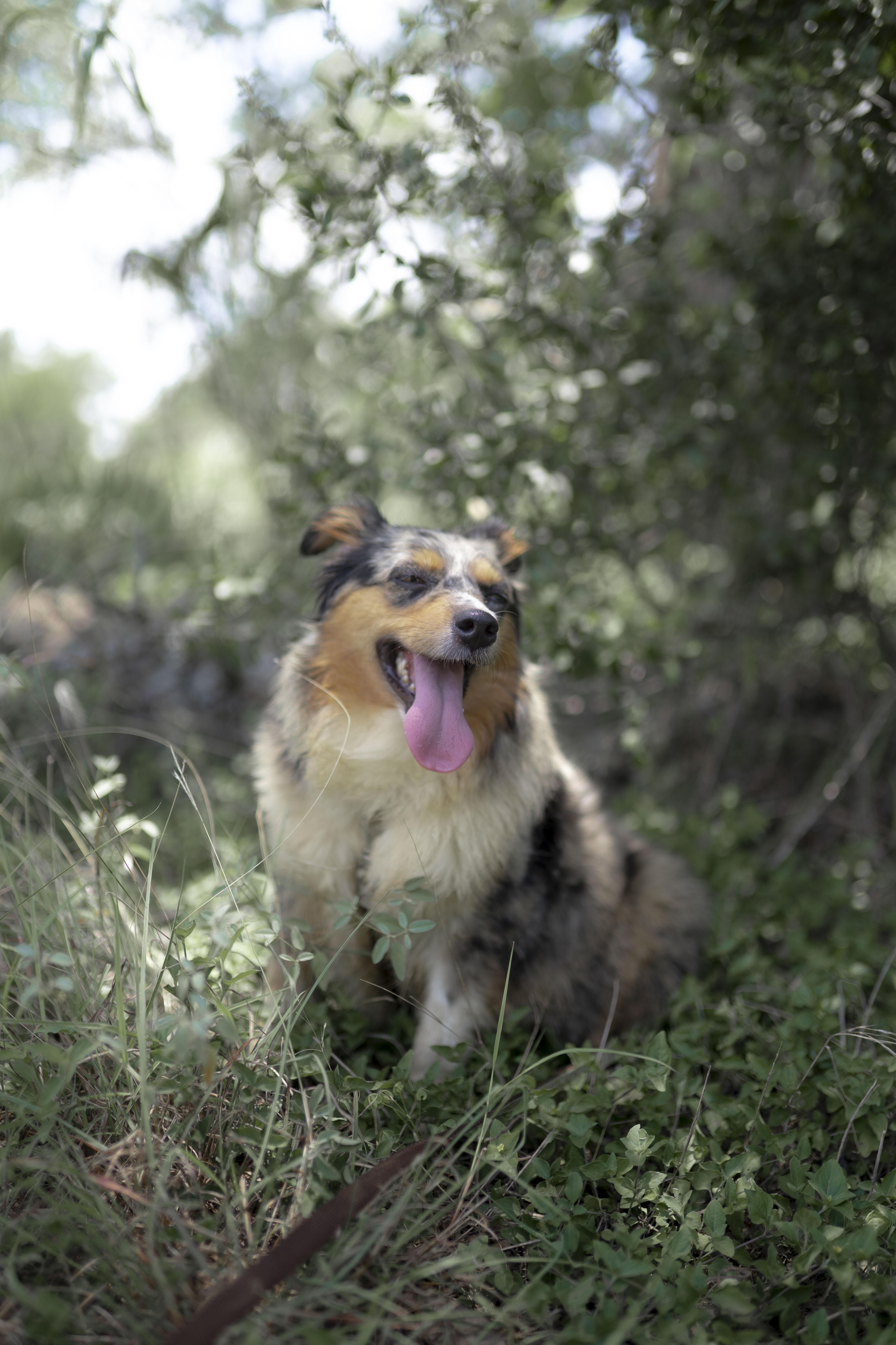 Enlarge Baby Mama (aka Maple), a Adopted Australian Shepherd in Driftwood, TX image 2/6