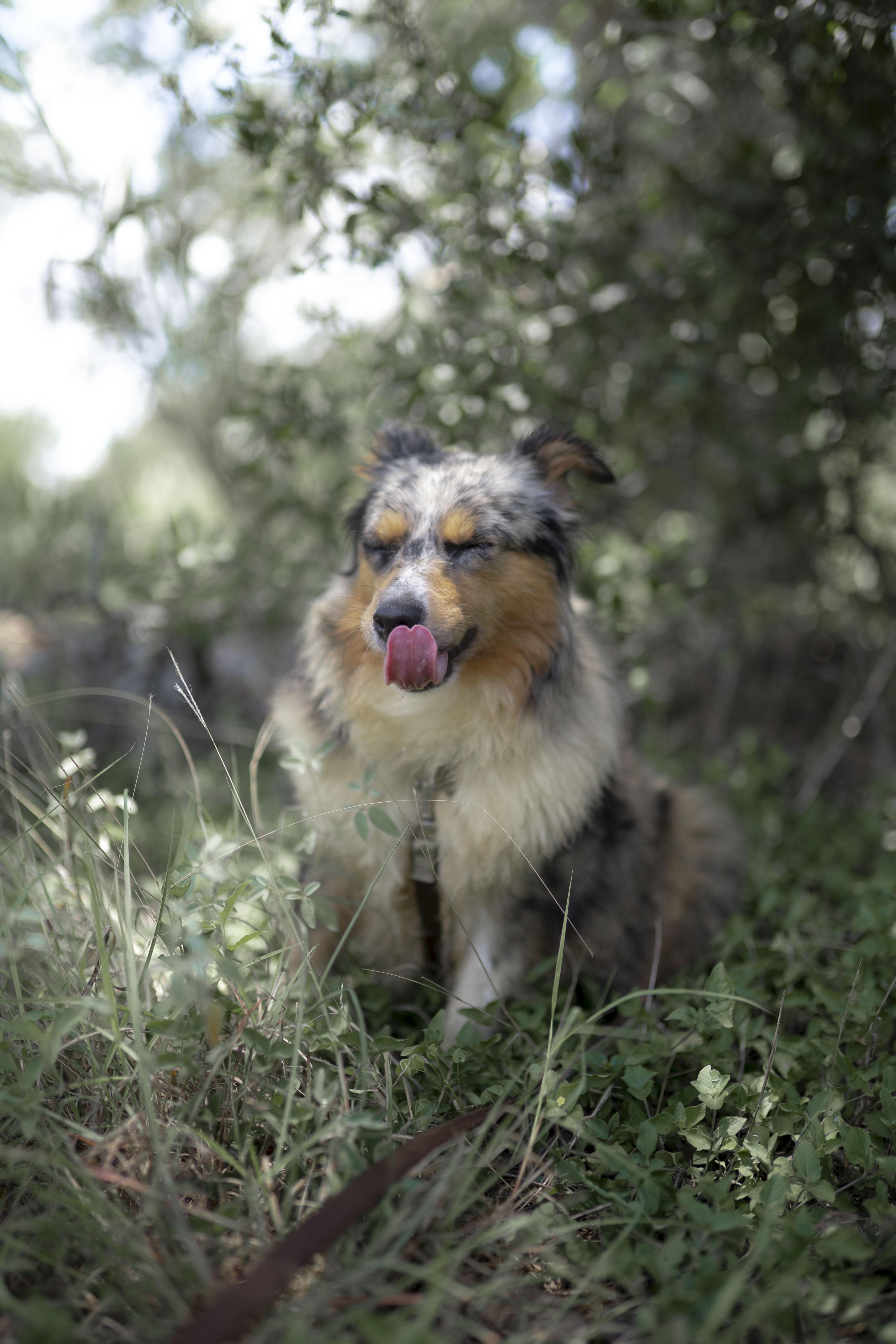 Enlarge Baby Mama (aka Maple), a Adopted Australian Shepherd in Driftwood, TX image 3/6