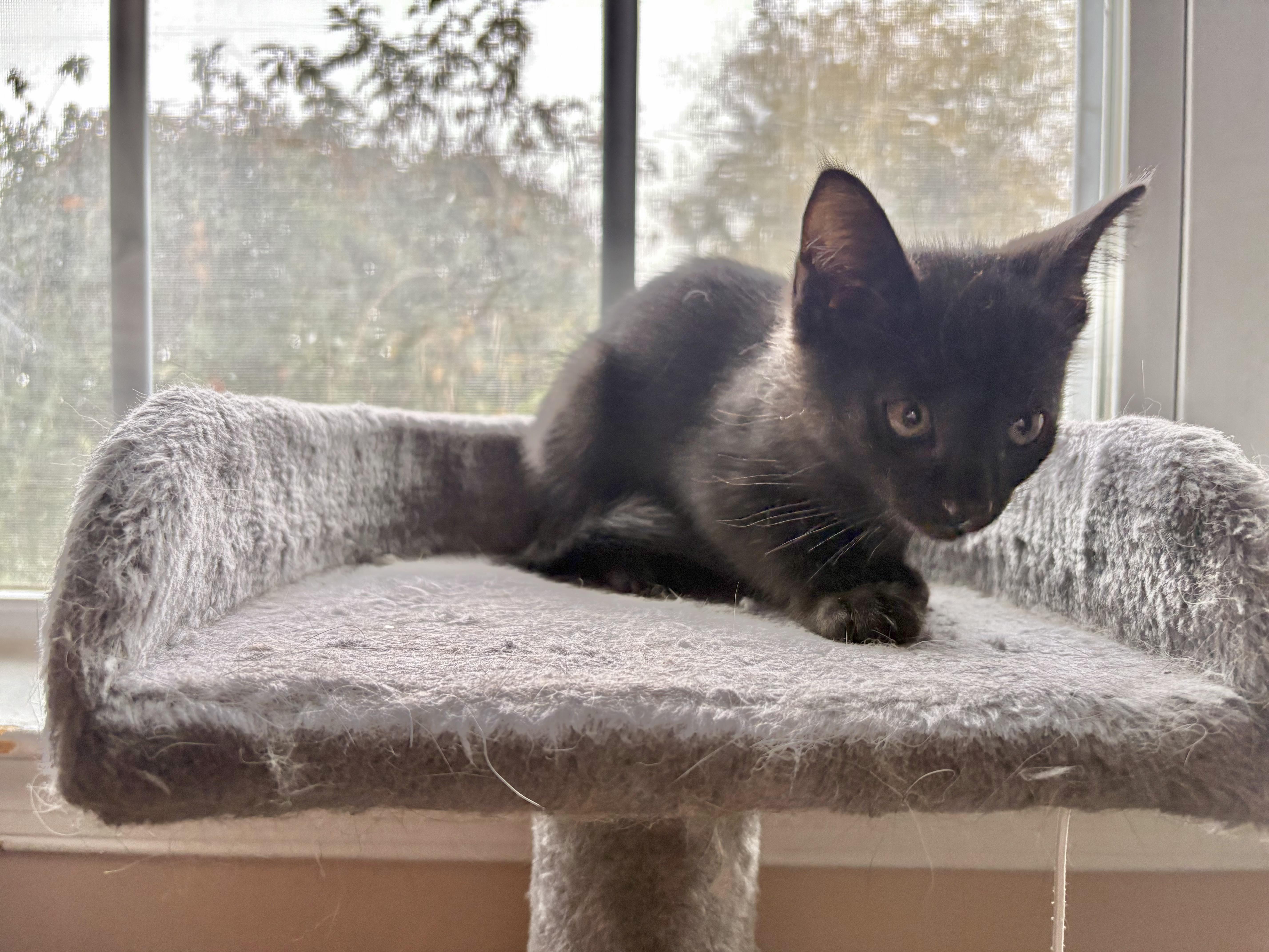 Enlarge Onyx, a Adoptable Domestic Short Hair in Avondale, PA image 2/3