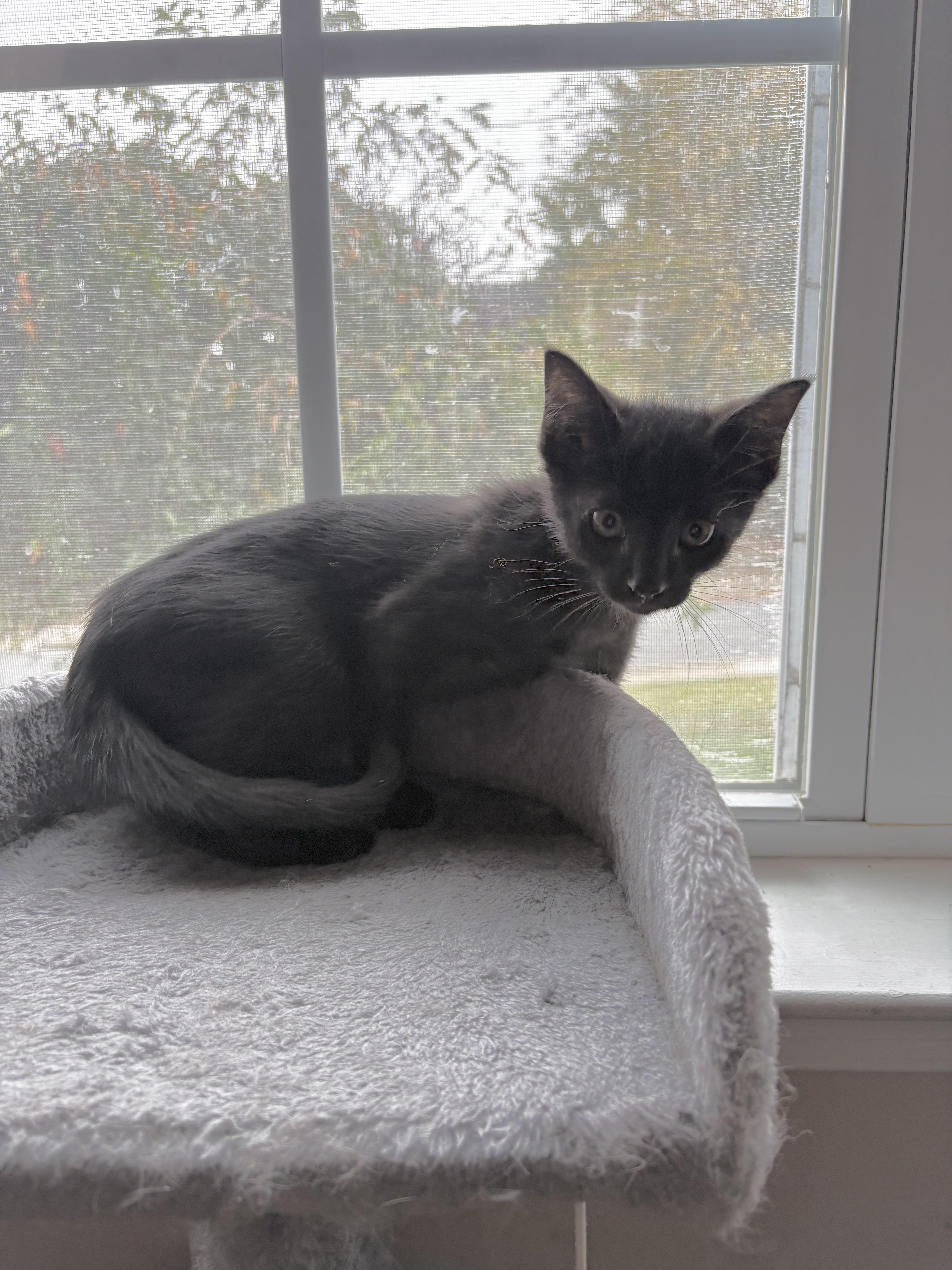 Enlarge Onyx, a Adoptable Domestic Short Hair in Avondale, PA image 3/3