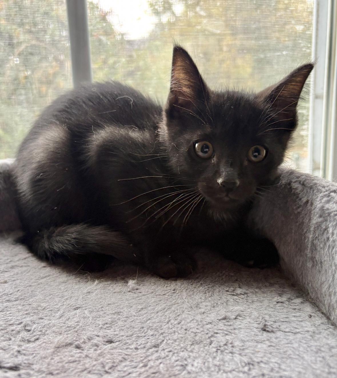 Enlarge Onyx, a Adoptable Domestic Short Hair in Avondale, PA image 1/3